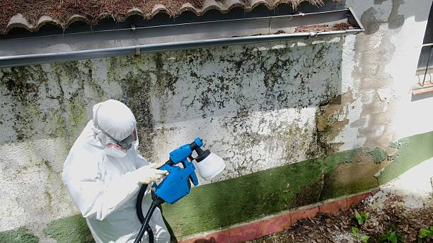 Trusted Mold Remediation service in Lincoln Park, NJ - Cheap Mold Removal